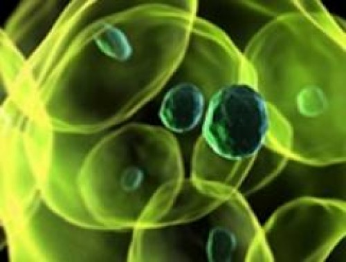 'Truva atı' tedavisi kanseri yok etti