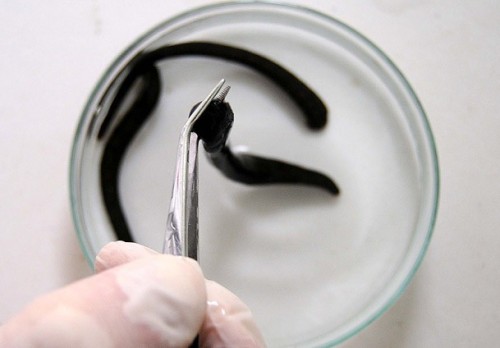 Tıbbi sülükler kayıt altına alınacak