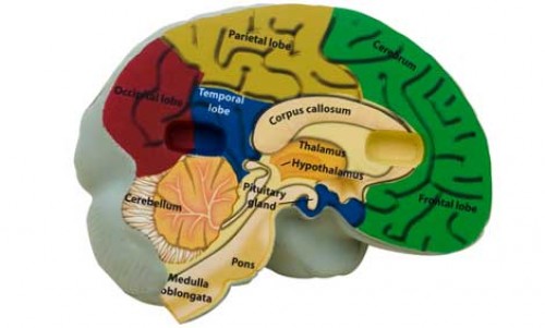 Büyüme hormonu hafızayı güçlendirir