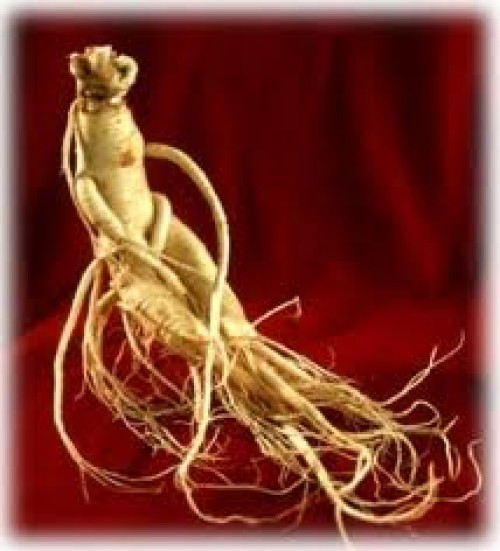 Ginseng (Panax ginseng)