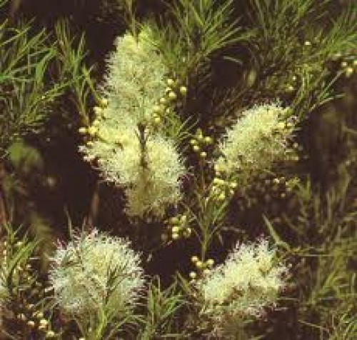 Melaleuca alternifolia/ Çay Ağacı