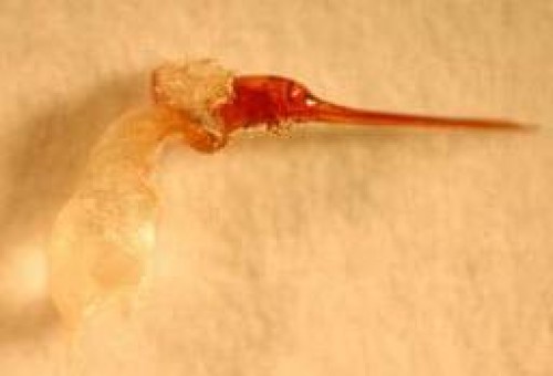 HIV'e karşı arı zehiri!