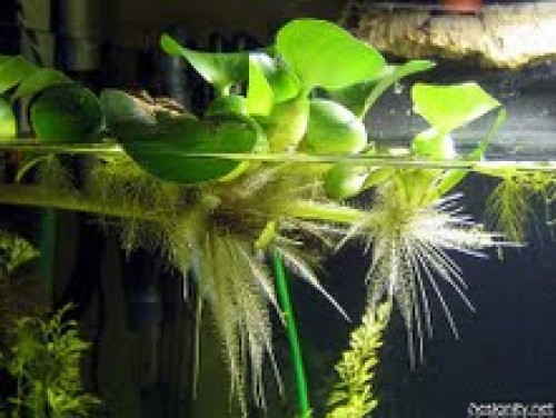 Süleymaniye Botanik Bahçesi'nden İzlenimler
