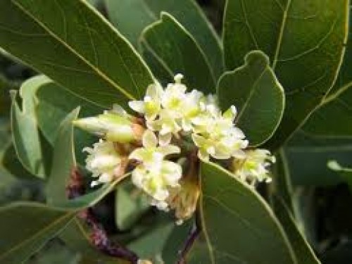 Dünyanın defnesi Türkiye'den