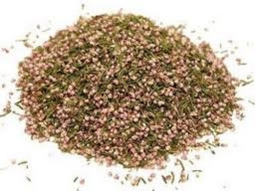 Funda Yaprağını Ne Kadar Biliyoruz?