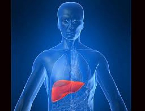 Kök hücreden mini karaciğer