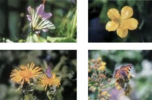 Endemik Bitkileri Koruma Projesi