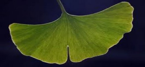 Ginkgo biloba; azı karar, çoğu zarar