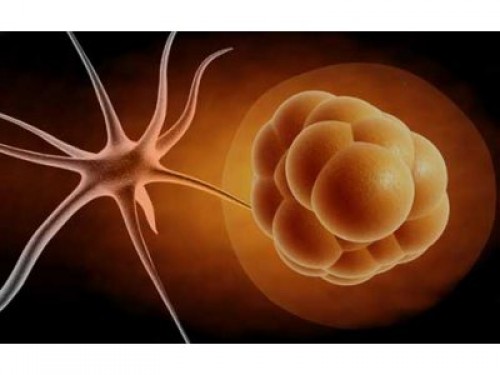 Kök hücre teknolojisine yatırım çağrısı