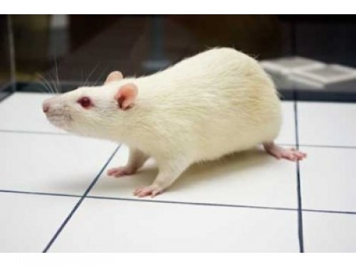 Dünya standartlarında safkan deney hayvanı üretimi