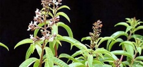 Çok mu Şifalıymış?!