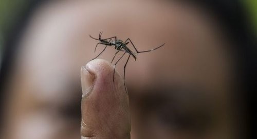 Dang Humması korkutuyor!