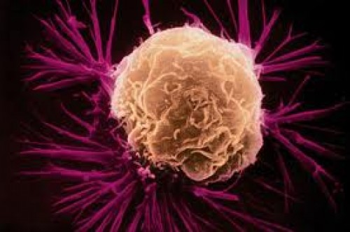 Bağışıklık Sistemine Yardımcı Antikanser