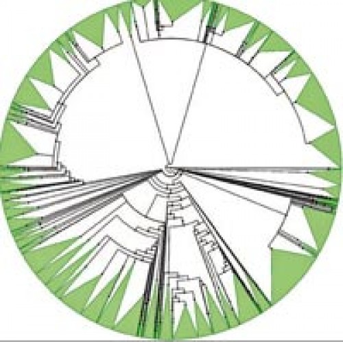 Türleri Bir Araya Getiren Yaşam Ağacı