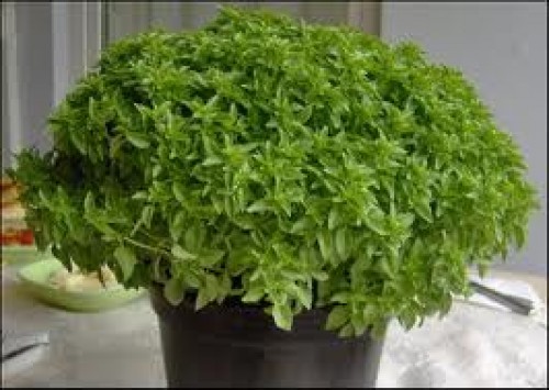 İyi Bir Sineksavar "Fesleğen"