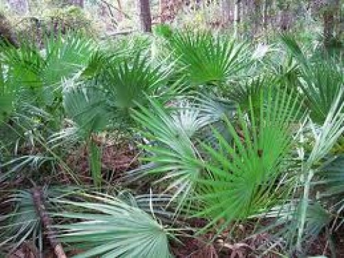 Saw Palmetto Nedir?