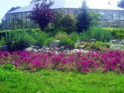 Tıbbi Bitki Çekimleri