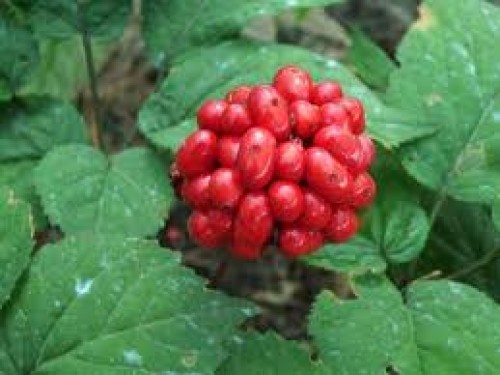 Ginseng (Panax ginseng)