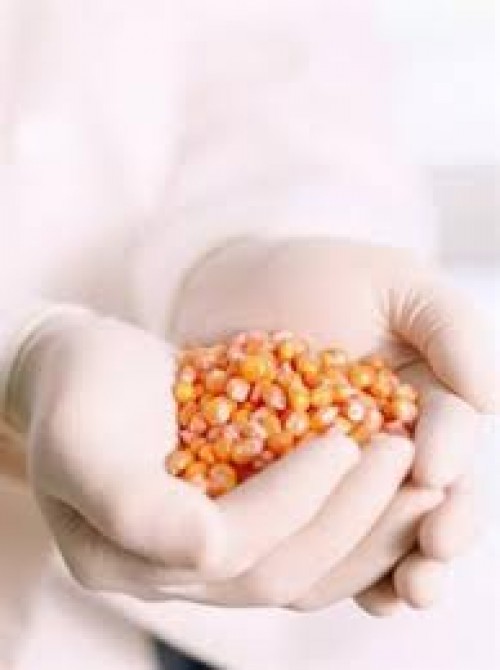 Mısır, enzim ilacı üretiminde kullanılacak