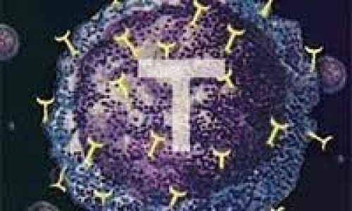 Manipüle edin T hücreleri kansere saldırsın