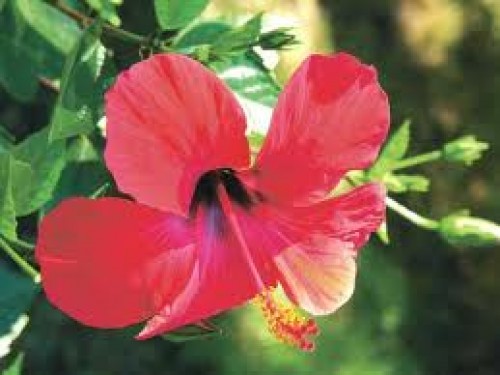 Hibiskus Sabdariffaun