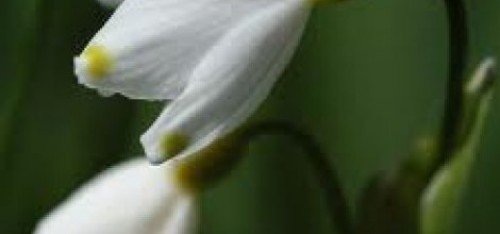 Kalbe kardelenli tedavi