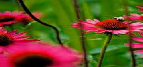 Bitkisel İlaçlar DNA Testinden Kaldı