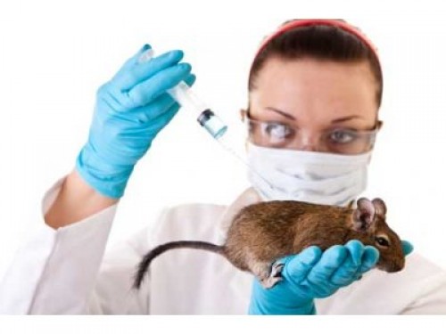 Hayvan deneyleri şaşırtıcı derecede iyi sonuç verdi