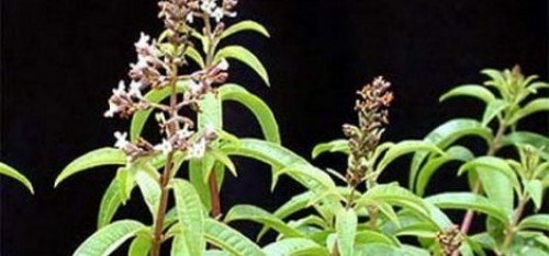 Çok mu Şifalıymış?!