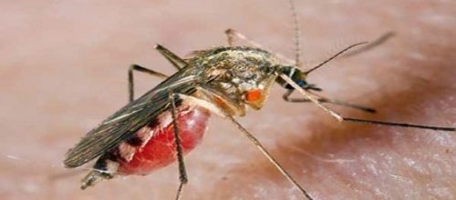 "Geleceğe Yatırım, Sıtmaya Bozgun" 