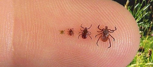 Üniversite'ye kene baskını