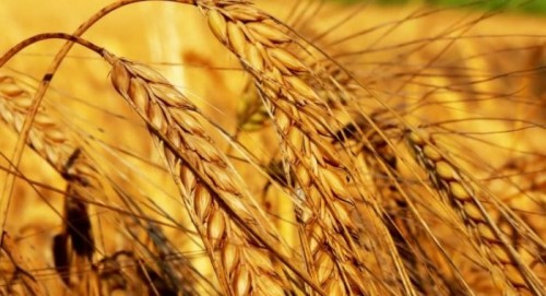 GDO tehlikesi ve beslenme