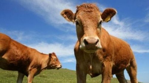 Kurban Bayramı'nda bu hastalığa dikkat!