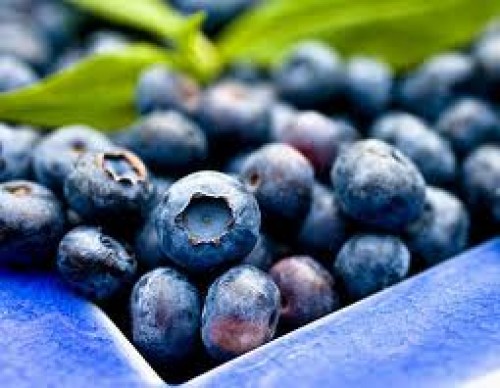 Yaban Mersini (Vaccinum myrtillus)