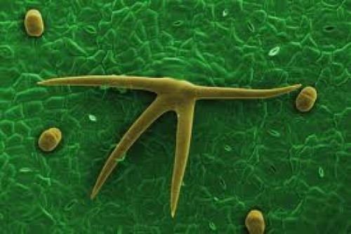 Bedenin Mikrobik Bahçesinin Bakımı