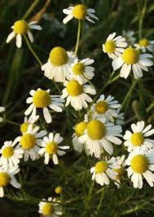 Papatya Çayının Faydaları