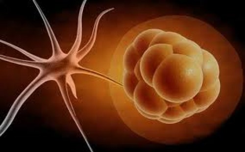 Tükenmiş kalp kök hücre ile hayat buluyor