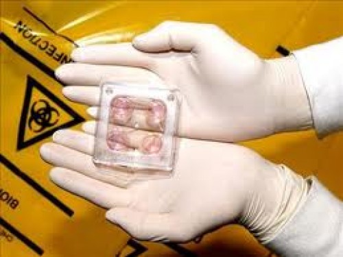 Embriyonik kök hücre araştırılacak