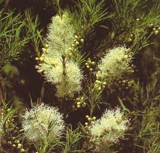  Melaleuca alternifolia/ Çay Ağacı 