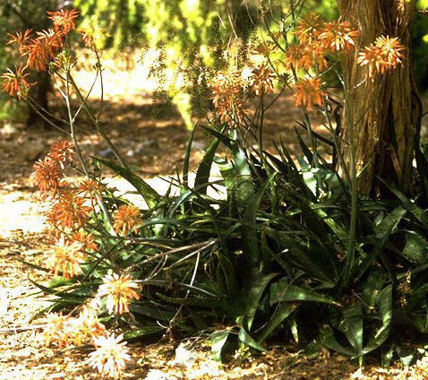  ALOE VERA 