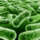  Probiyotik Bakteriler ve Prebiyotikler 