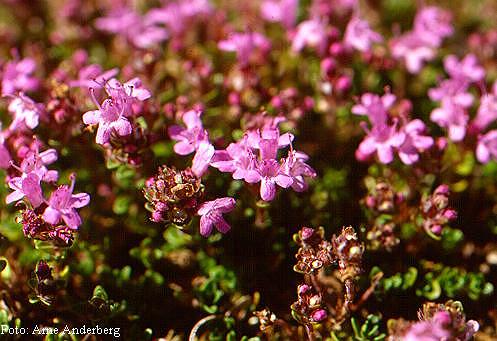  Kekik (Thymus vulgaris) 