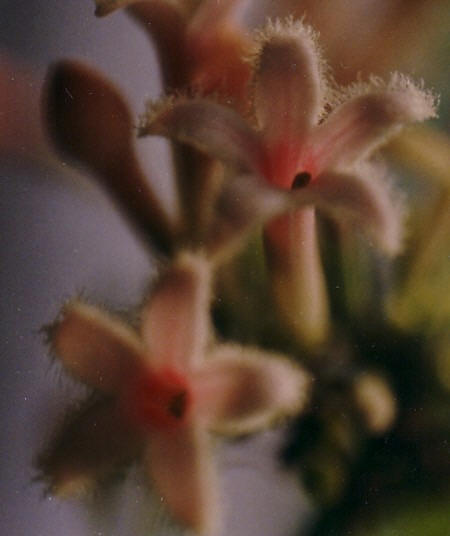  Kınakına (Cinchona officinalis) 