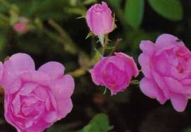  Gül ( Rose Damascena ) 