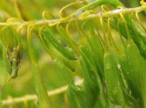  Çivit Otu (Isatis tinctoria) 