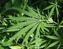  Cannabis sativa 