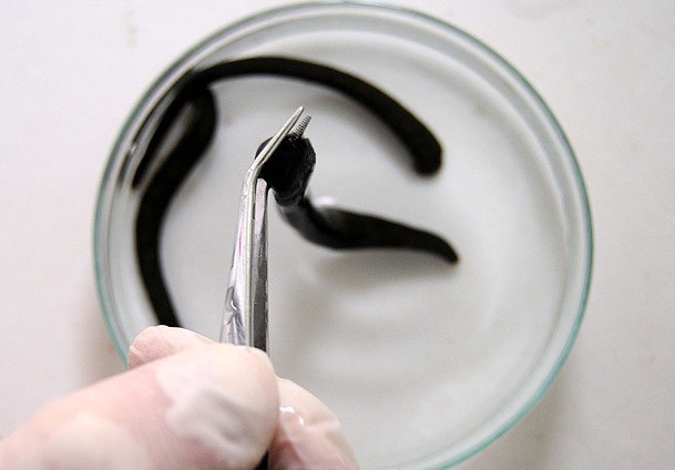  Tıbbi sülükler kayıt altına alınacak 